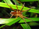 Dolomedes_fimbriatus_raitarantuli_IMG_1703.JPG