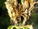 Dolomedes_fimbriatus_raitarantuli_IMG_1724.JPG