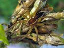 Dolomedes_fimbriatus_raitarantuli_IMG_1745.JPG