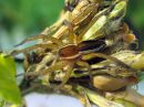 Dolomedes_fimbriatus_raitarantuli_IMG_1746.JPG