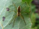 Dolomedes_fimbriatus_raitarantuli_IMG_2328.JPG