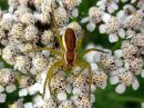 Dolomedes_fimbriatus_raitarantuli_IMG_4078.JPG