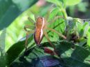 Dolomedes_fimbriatus_raitarantuli_IMG_5641.JPG