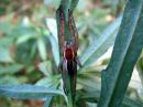 Dolomedes_fimbriatus_raitarantuli_IMG_6527.JPG