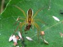 Dolomedes_fimbriatus_raitarantuli_IMG_8766.JPG