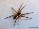 Dolomedes_fimbriatus_rantaraituli_rantahamahakki_23_4_2014.jpg