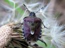 Dolycoris_baccarum_marjalude_IMG_0692.JPG