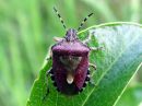 Dolycoris_baccarum_marjalude_IMG_0729.JPG