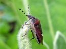 Dolycoris_baccarum_marjalude_IMG_1652.JPG