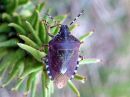 Dolycoris_baccarum_marjalude_IMG_2945.JPG