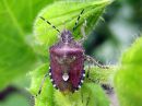 Dolycoris_baccarum_marjalude_IMG_4350.JPG