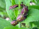 Dolycoris_baccarum_marjalude_IMG_5160.JPG