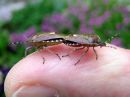 Dolycoris_baccarum_marjalude_IMG_5171.JPG