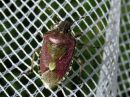 Dolycoris_baccarum_marjalude_IMG_6357.JPG