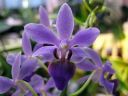 Doritaenopsis__Purple_Gem__HA_200606_IMG_0036.jpg