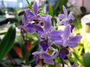 Doritaenopsis__Purple_Gem__HA_200606_IMG_0037.jpg