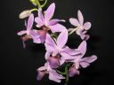Doritaenopsis__Purple_Gem__HA_200606_IMG_0064.jpg