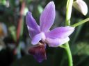 Doritaenopsis__Purple_Gem__HA_200606_IMG_1343.jpg