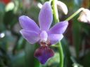 Doritaenopsis__Purple_Gem__HA_200606_IMG_1344.jpg