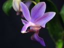 Doritaenopsis__Purple_Gem__HA_200606_IMG_2470.jpg