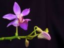 Doritaenopsis__Purple_Gem__IMG_0270.jpg