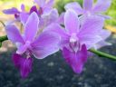 Doritaenopsis__Purple_Gem__MV_20090908_IMG_4639.jpg