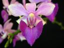 Doritaenopsis__Purple_Gem__MV_20090908_IMG_6150.jpg