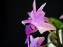 Doritaenopsis__Purple_Gem__MV_20090908_IMG_6151.jpg
