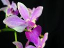 Doritaenopsis__Purple_Gem__MV_20090908_IMG_6152.jpg