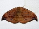 Drepana_curvatula_female_ruskosirppisiipi_naaras_IMG_8229.jpg