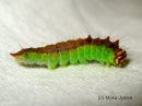 Drepana_falcataria_larva_taplasirppisiipi_toukka_6_9_2015.JPG