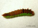 Drepana_falcataria_larva_taplasirppisiipi_toukka_6_9_2015_28229.JPG