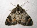 Dysstroma_latefasciatum_laikkuvarpumittari_IMG_0203.JPG