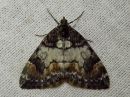 Dysstroma_latefasciatum_laikkuvarpumittari_IMG_8106.jpg