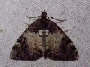 Dysstroma_latefasciatum_laikkuvarpumittari_IMG_8186.jpg