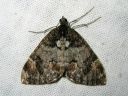 Dysstroma_latefasciatum_laikkuvarpumittari_IMG_8832.JPG