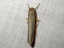 Eilema_complanum_lyijykeltasiipi_IMG_0823.JPG