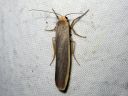 Eilema_complanum_lyijykeltasiipi_IMG_8509.JPG