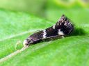 Elachista_albifrontella_valkopaahitukoi_IMG_2629.JPG