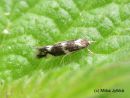 Elachista_apicipunctella_female_metsahitukoi_naaras_6_6_2016_28229.JPG