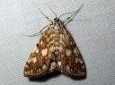 Elophila_nymphaeata_lummekoisa_IMG_6255.JPG