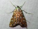 Elophila_nymphaeata_lummekoisa_IMG_6493.JPG