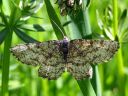 Ematurga_atomaria_female_metsamittari_naaras_IMG_3935.JPG