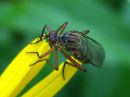 Empis_livida_tanhukarpanen_IMG_4721.jpg