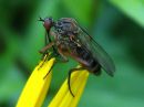 Tiedostonimi=Empis_livida_tanhukarpanen_IMG_4722.jpg
Tiedostokoko=44kt
Koko=600x450
Lisätty=17.04.2015 Empis_livida_tanhukarpanen_IMG_4722.jpg