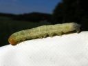 Enargia_paleacea_larva_kulmayokkonen_toukka_IMG_6347.JPG