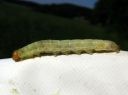 Enargia_paleacea_larva_kulmayokkonen_toukka_IMG_6348.JPG