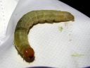 Enargia_paleacea_larva_kulmayokkonen_toukka_IMG_6350.JPG