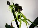 Encyclia_cochleata_KTH_20051205_IMG_0287.jpg