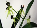 Encyclia_cochleata_KTH_20051205_IMG_0439.jpg